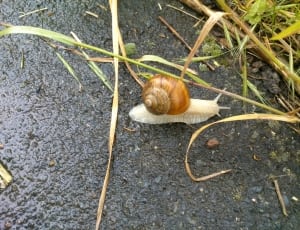 brown garden snail on gray concrete near grasses during daytime thumbnail
