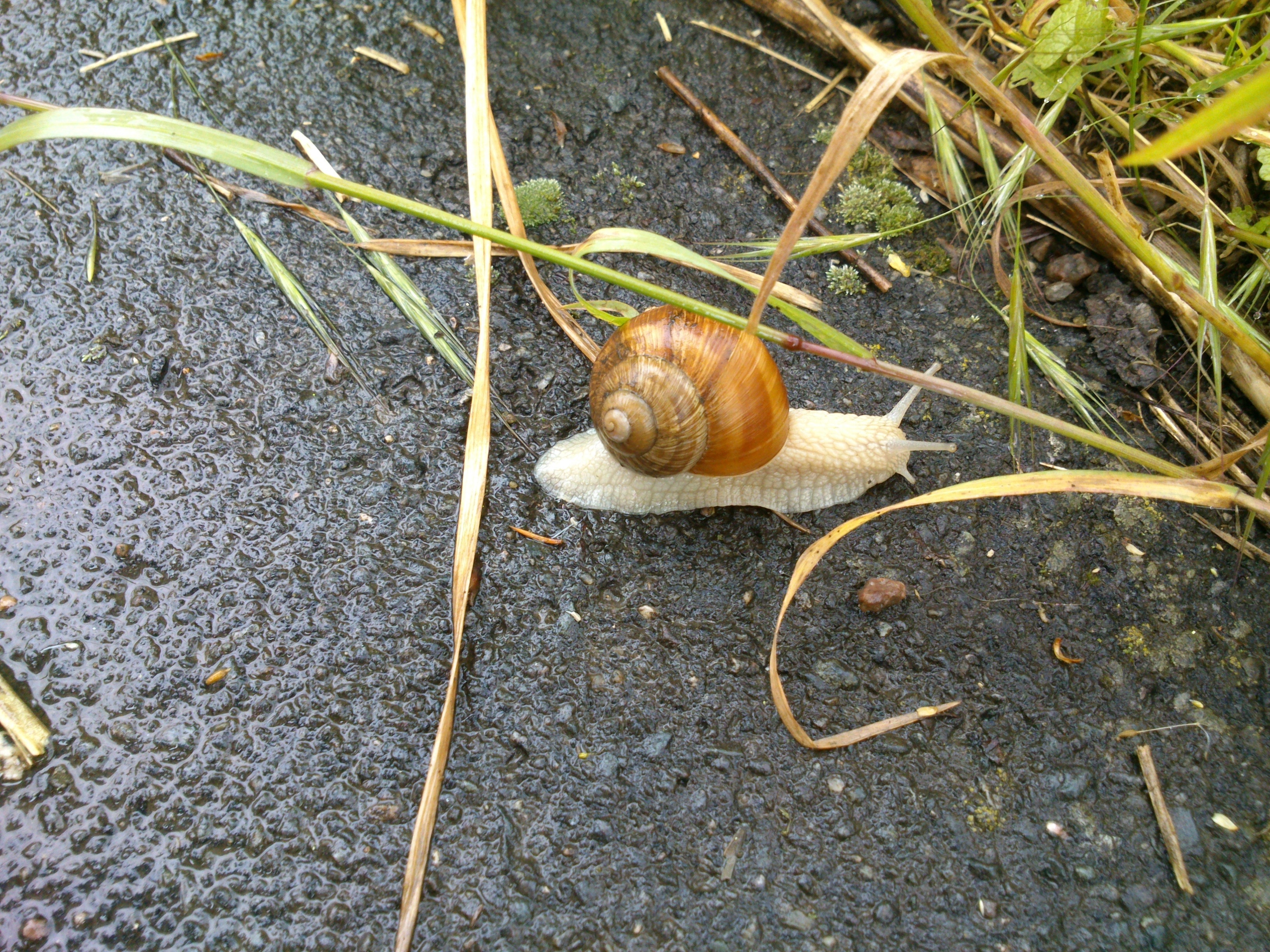 brown garden snail on gray concrete near grasses during daytime