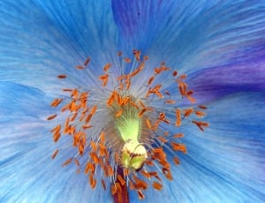blue hibiscus thumbnail