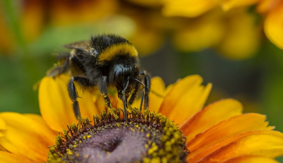 bee getting nectar on sunflower preview
