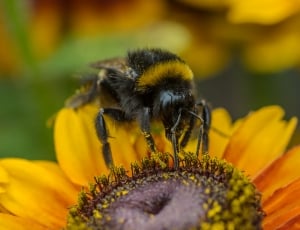 bee getting nectar on sunflower thumbnail