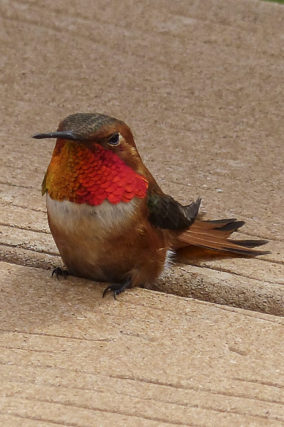 brown and red bird preview