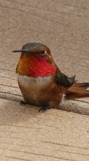 brown and red bird thumbnail