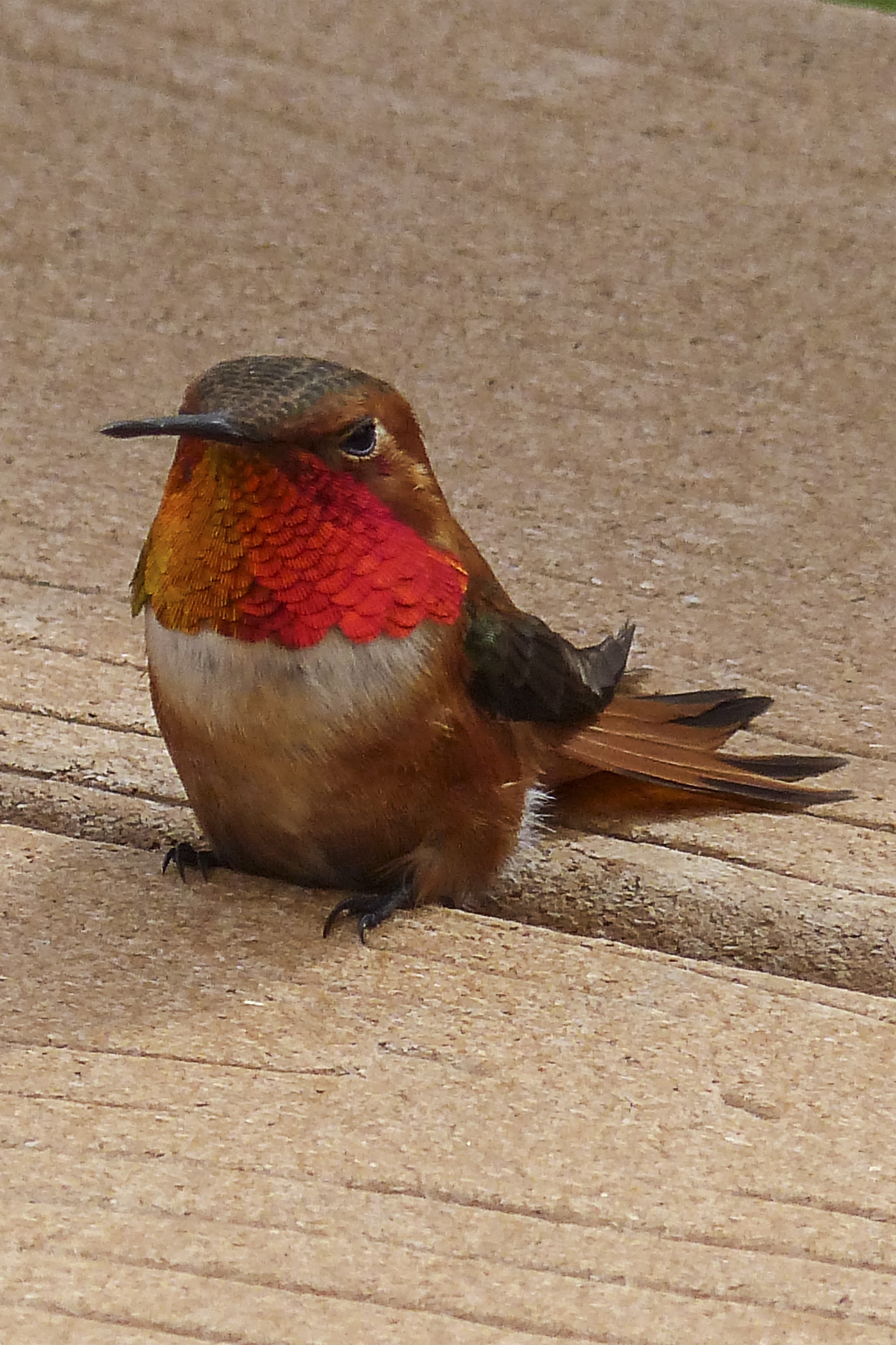 brown and red bird