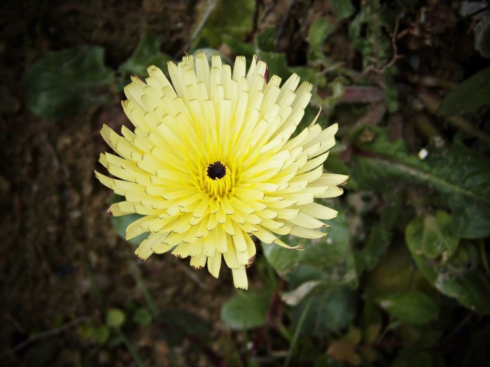 focus photo of yellow daisy preview