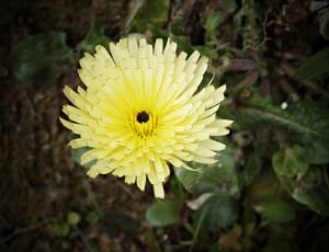 focus photo of yellow daisy thumbnail