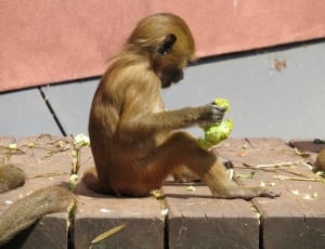 brown monkey thumbnail