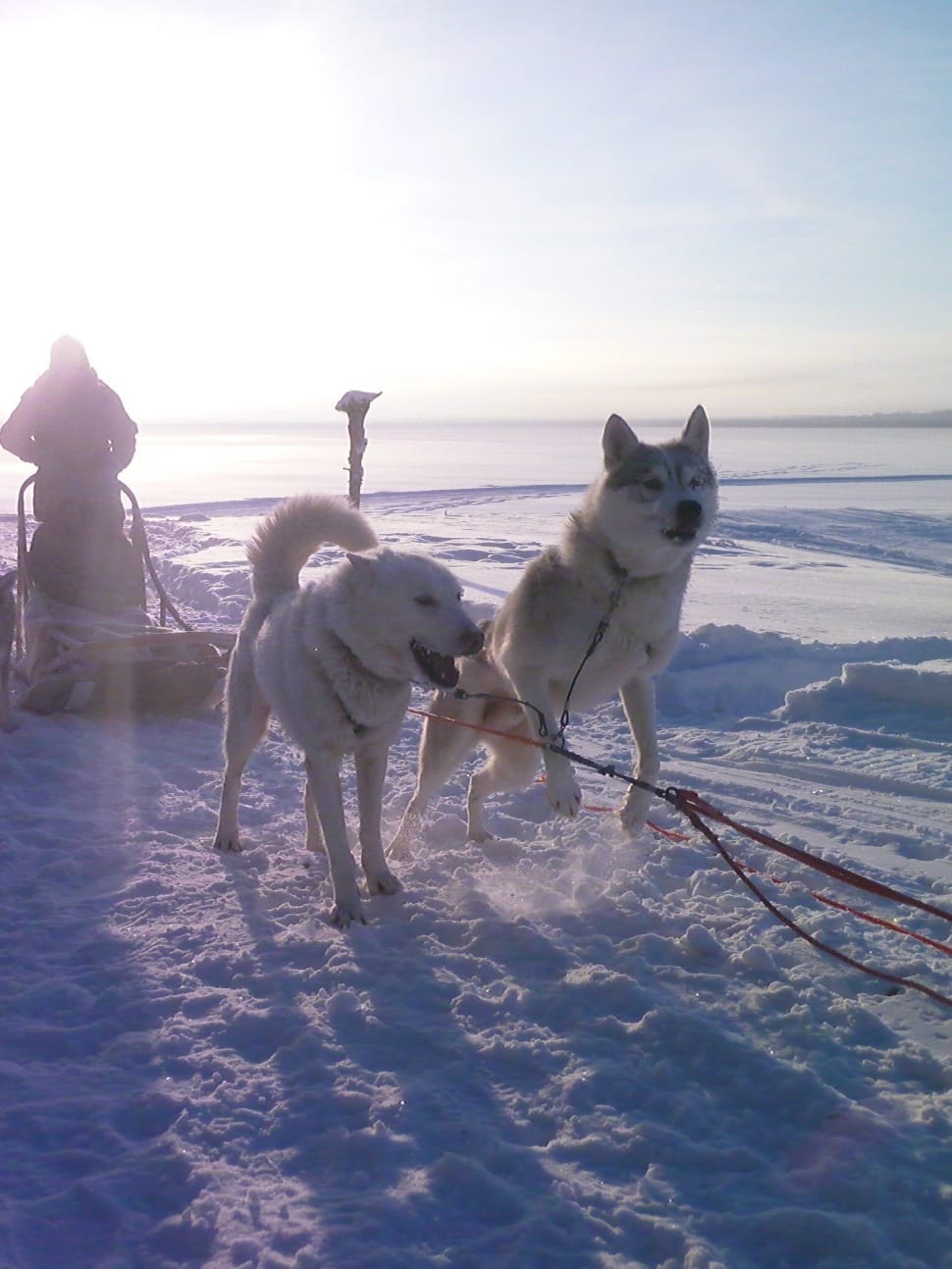 2 siberian huskies preview
