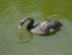 black and red swan thumbnail
