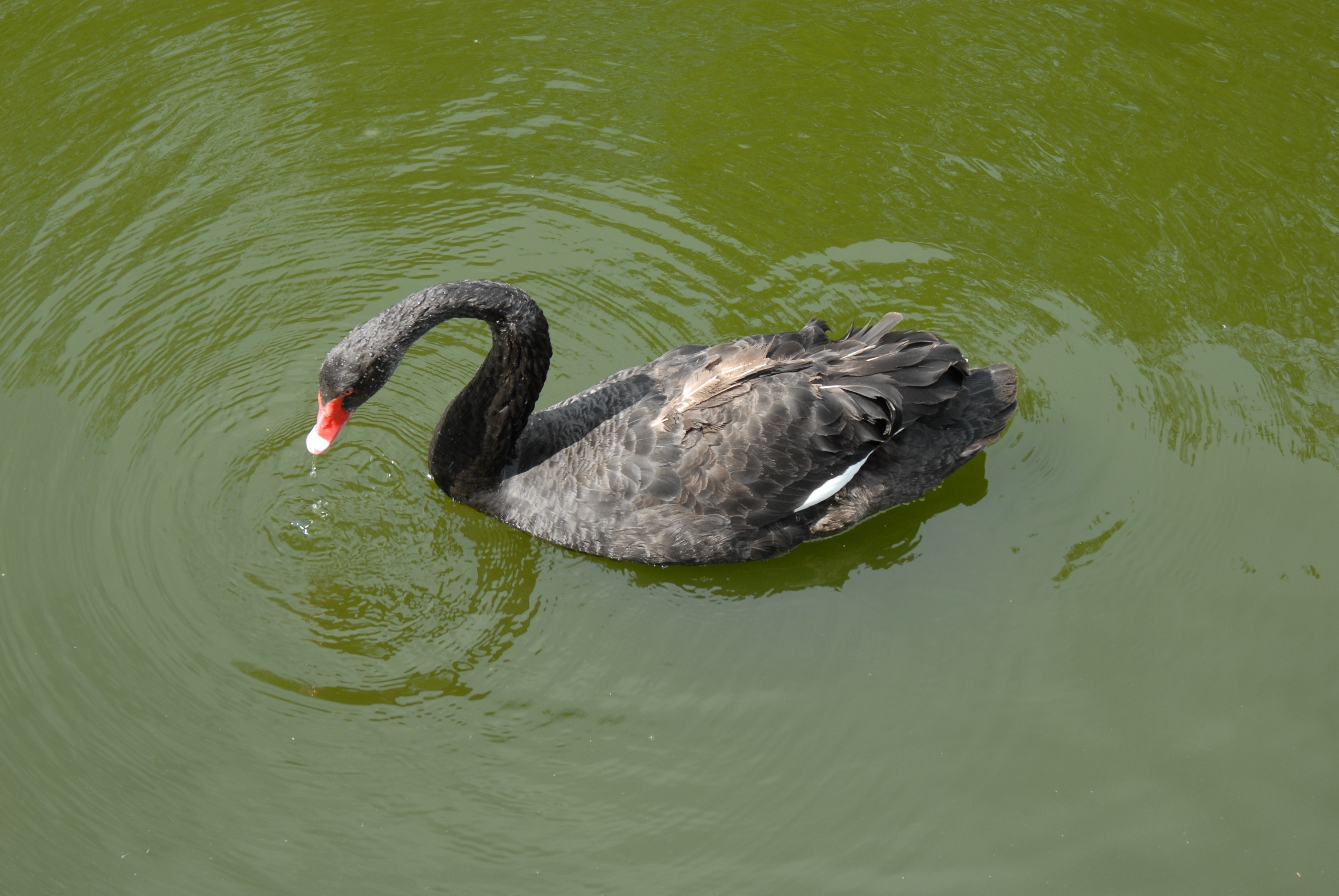 black and red swan