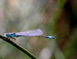 blue and black dragonfly thumbnail