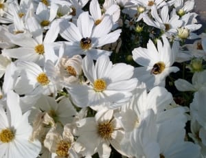 white and yellow flowers lot thumbnail