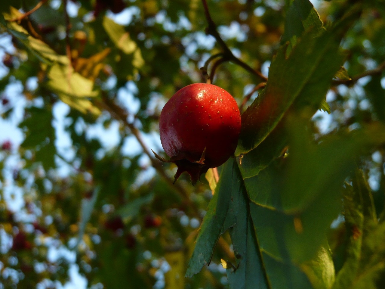 red round fruit