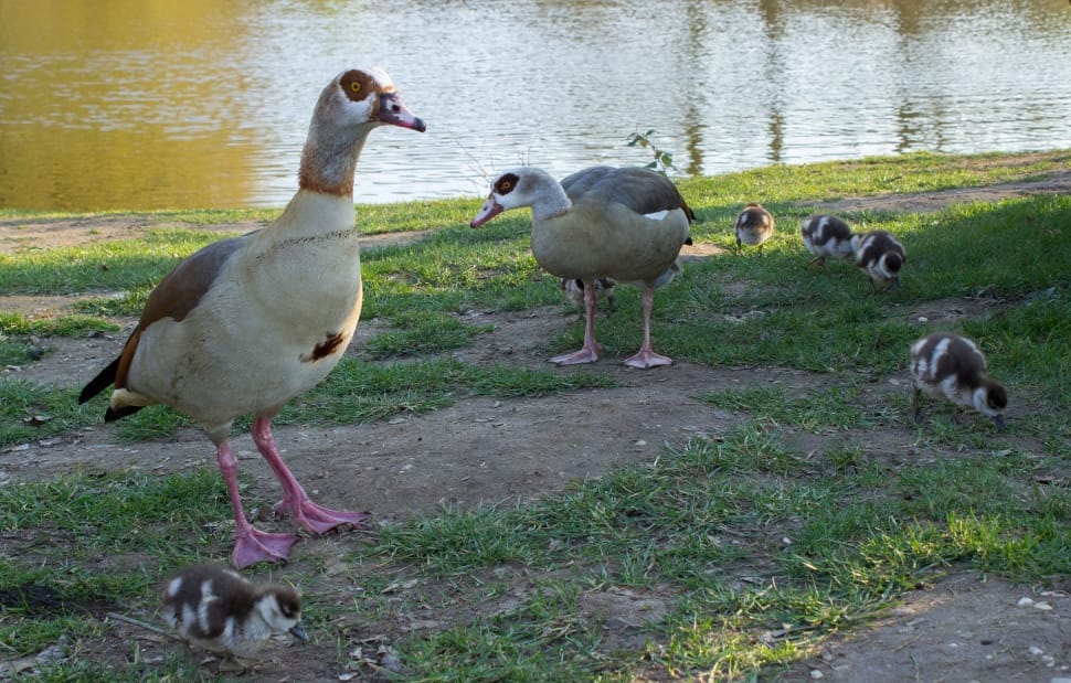 6 beige and brown goose preview