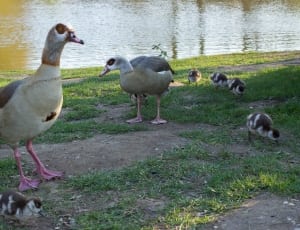 6 beige and brown goose thumbnail
