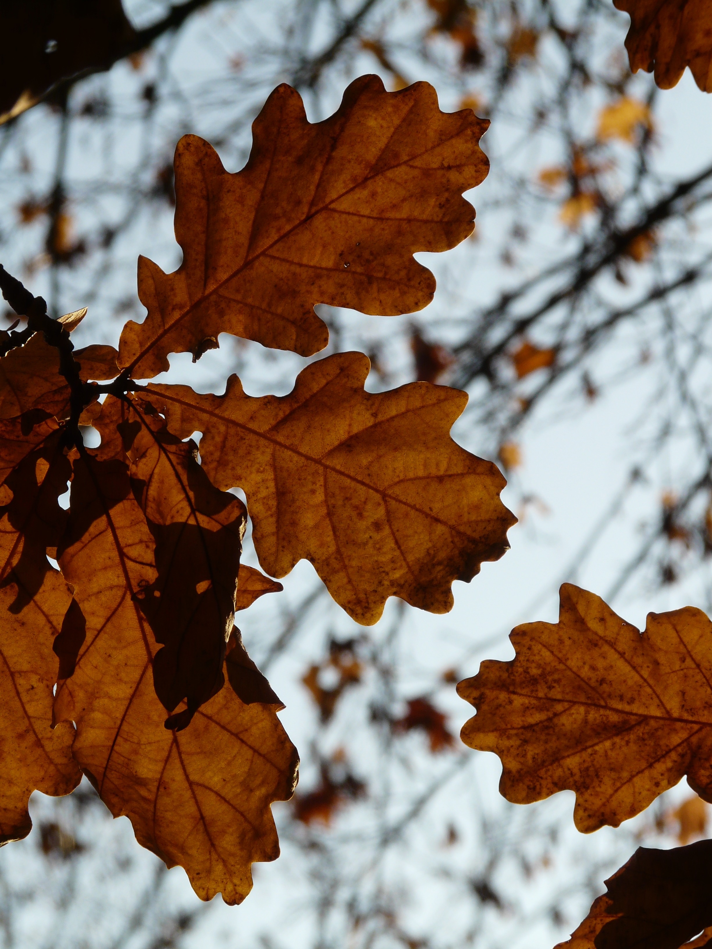 Листьев дуба. Дуб черешчатый осень. Дуб черешчатый лист. Дуб черешчатый осенью. Дуб черешчатый осенью лист.