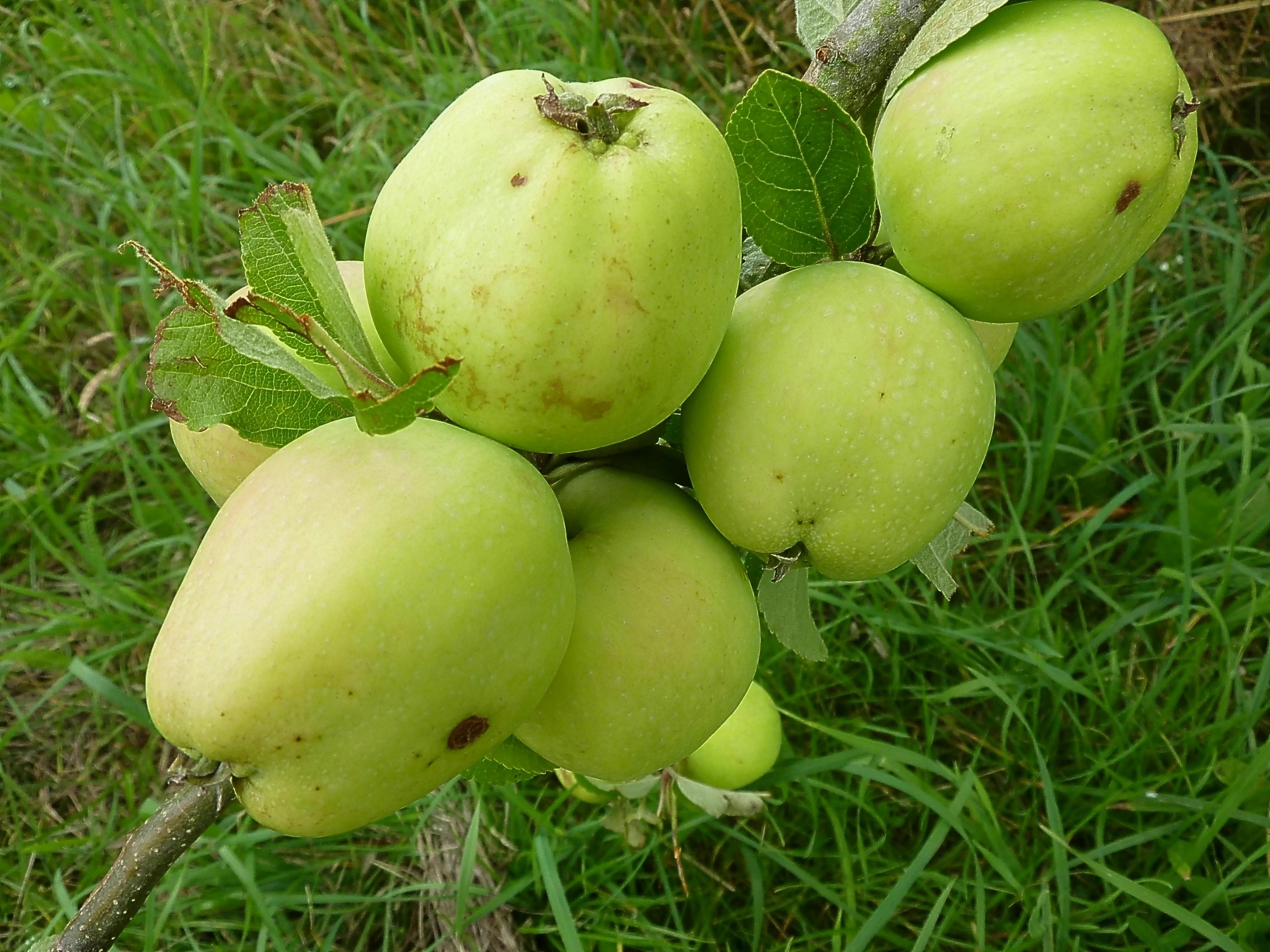 Round fruit. Грин Фрут. Что такое Португальское яблоко растение. Мидийское яблоко растение. Яблоко растения домашняя 1 месяц фото.