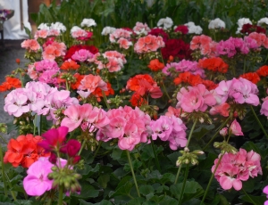 pink and red flower garden thumbnail