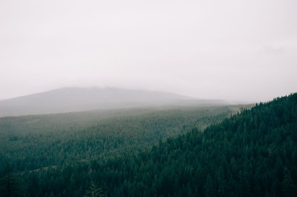 aerial photo of a forest during daytime preview