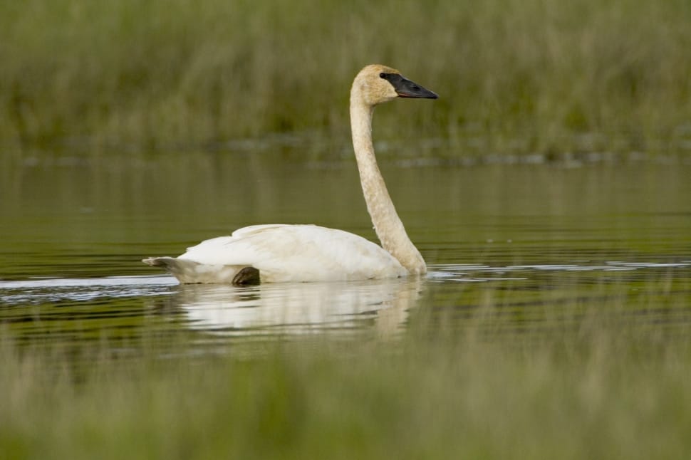 white swan on body of water preview