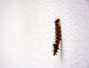 black caterpillar thumbnail