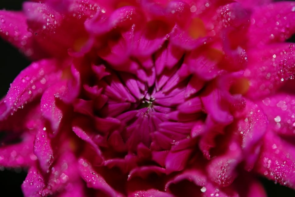 pink floral petals preview