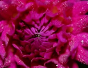 pink floral petals thumbnail