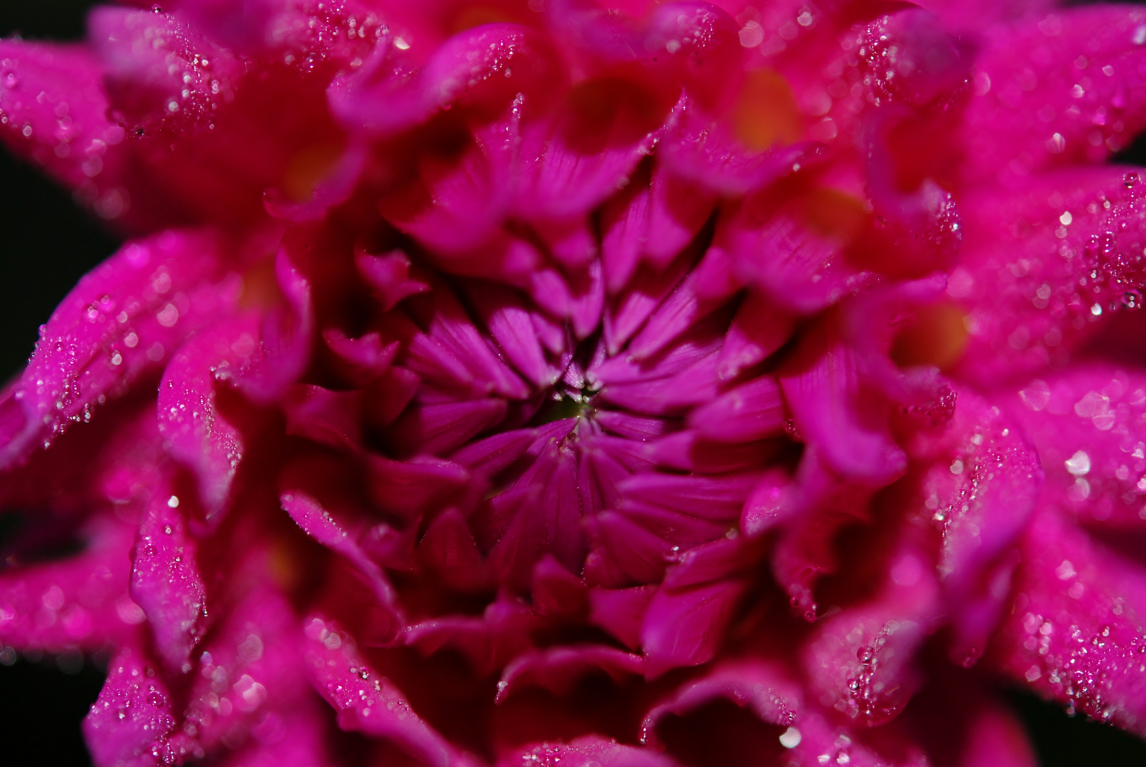 pink floral petals