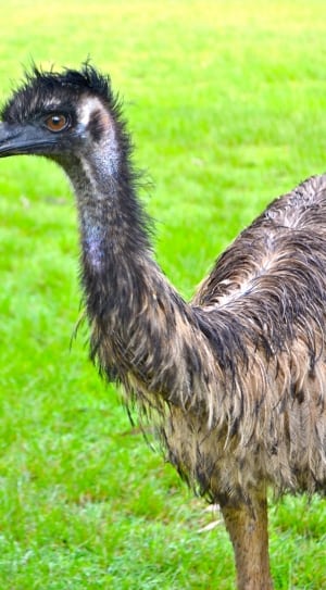 brown and grey ostrich thumbnail