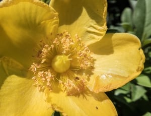focused yellow flower thumbnail