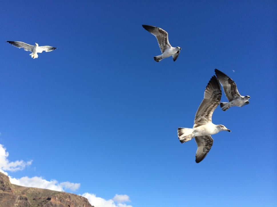 four white flying seagulls preview