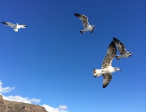 four white flying seagulls thumbnail