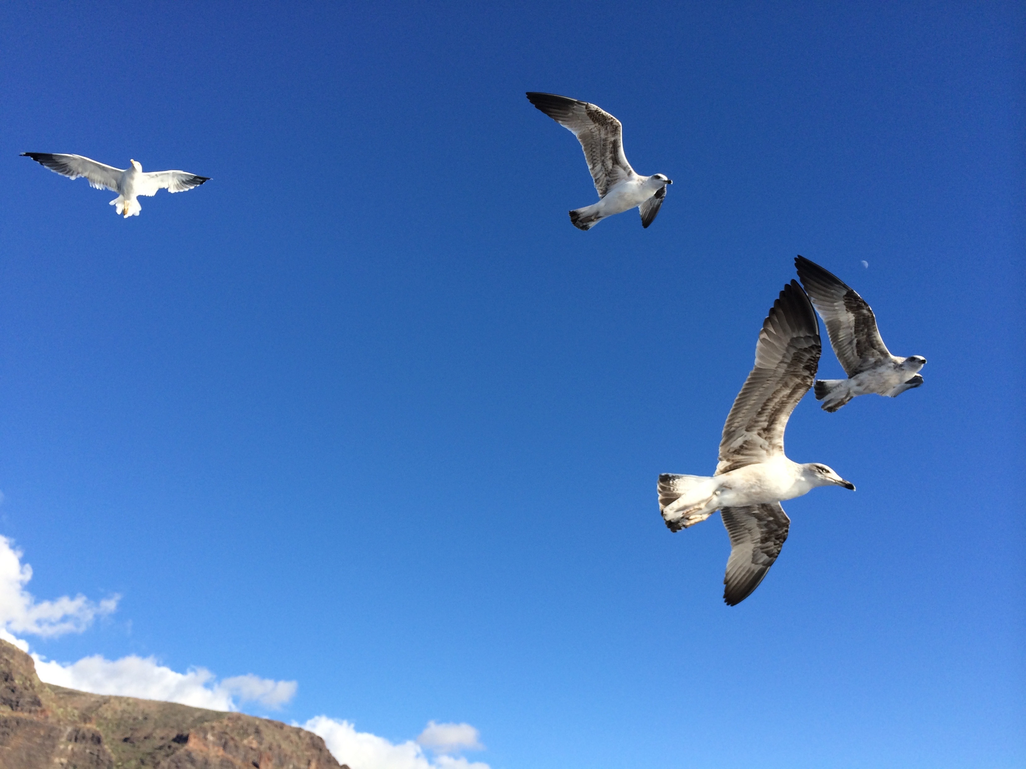 four white flying seagulls