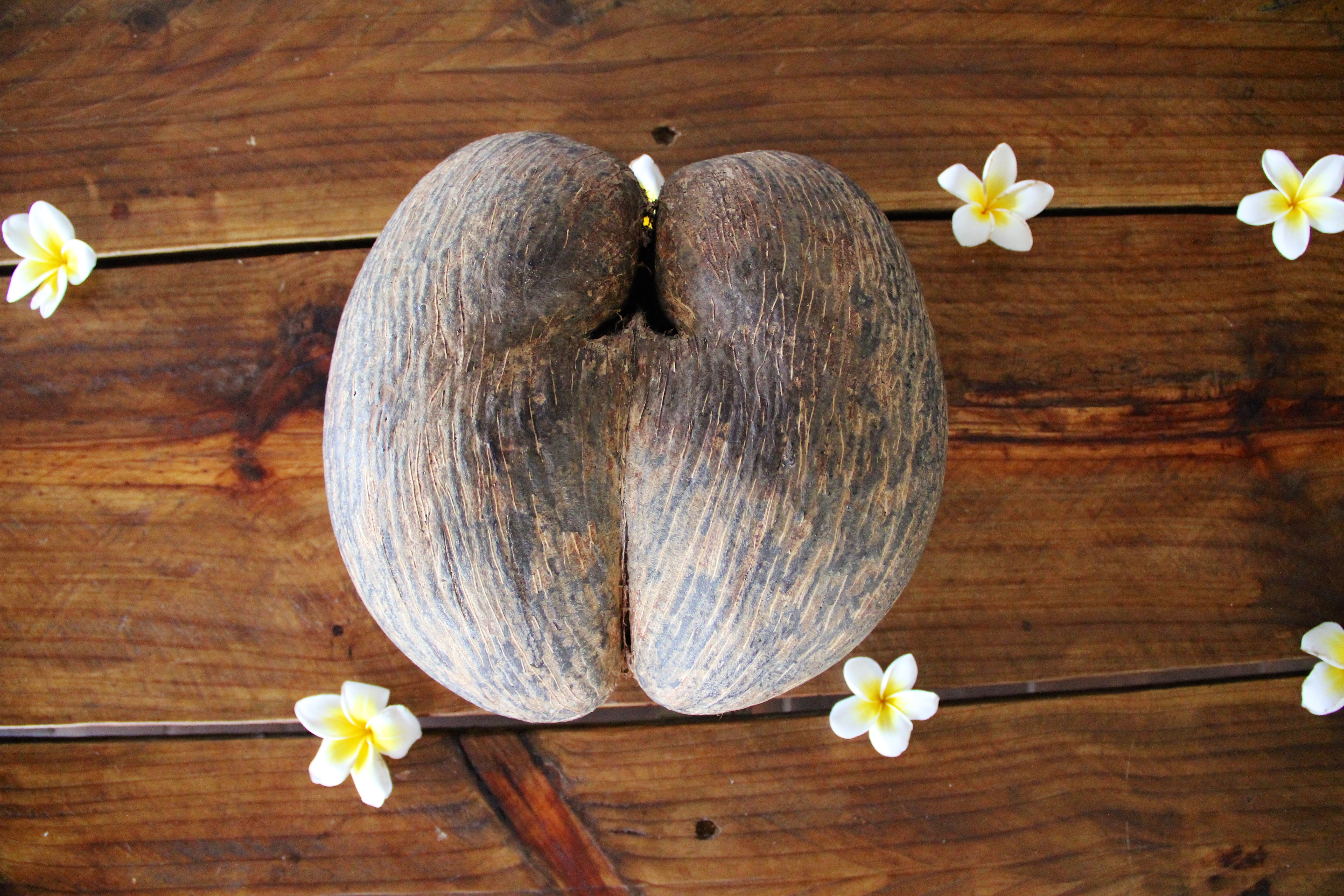 Flower wood мм2. Морской Кокос Коко-де-мер. Сейшельский орех Коко де мер. Коко-де-мер (морской орех). Плод сейшельской пальмы Коко-де-мер.