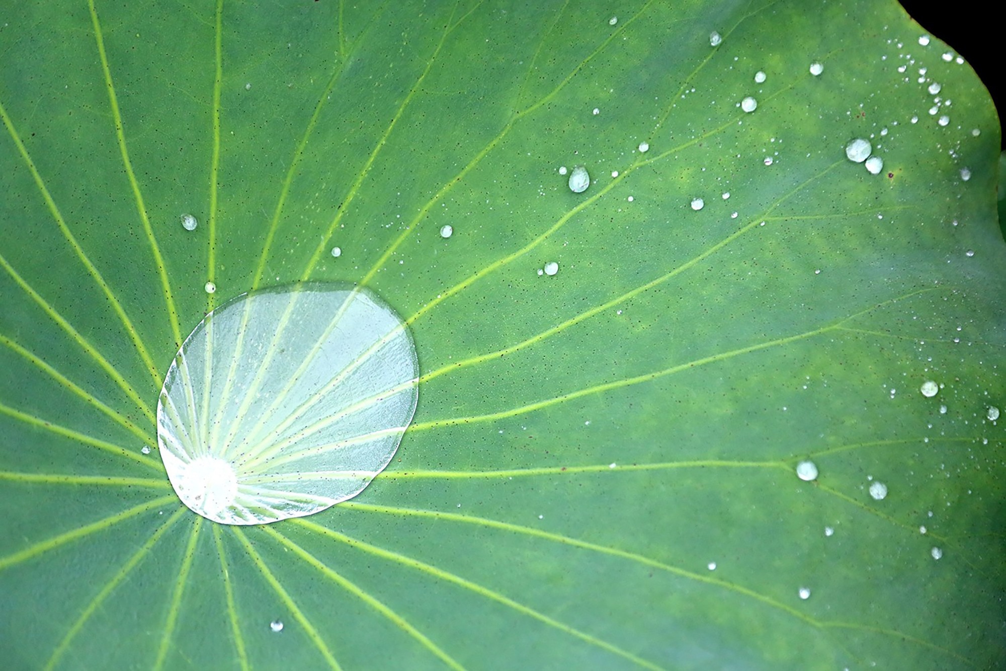 green round leaf