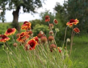 red yellow blanket flowers thumbnail