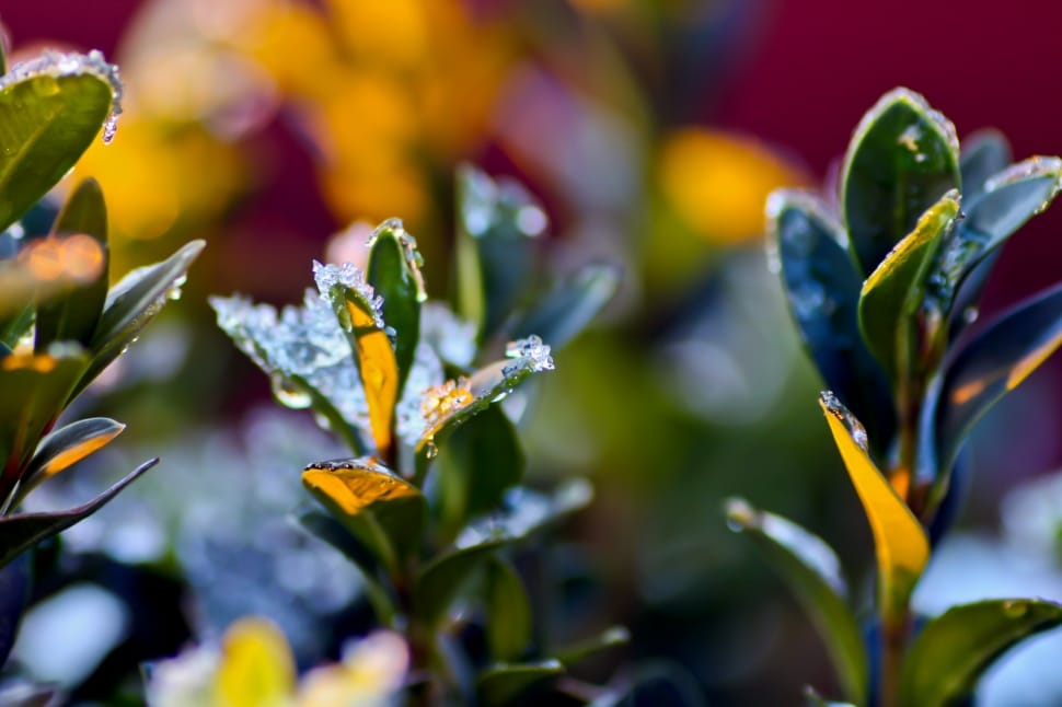 shallow focus photography of green and yellow outdoor plants under sunny sky preview