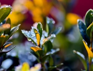 shallow focus photography of green and yellow outdoor plants under sunny sky thumbnail