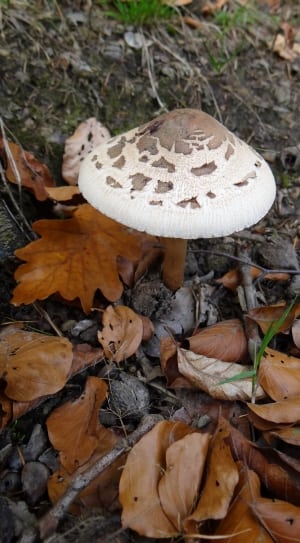 white and gray mushroom thumbnail