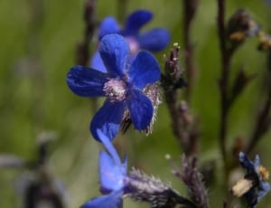 closeup photography of blue five petaled flower thumbnail