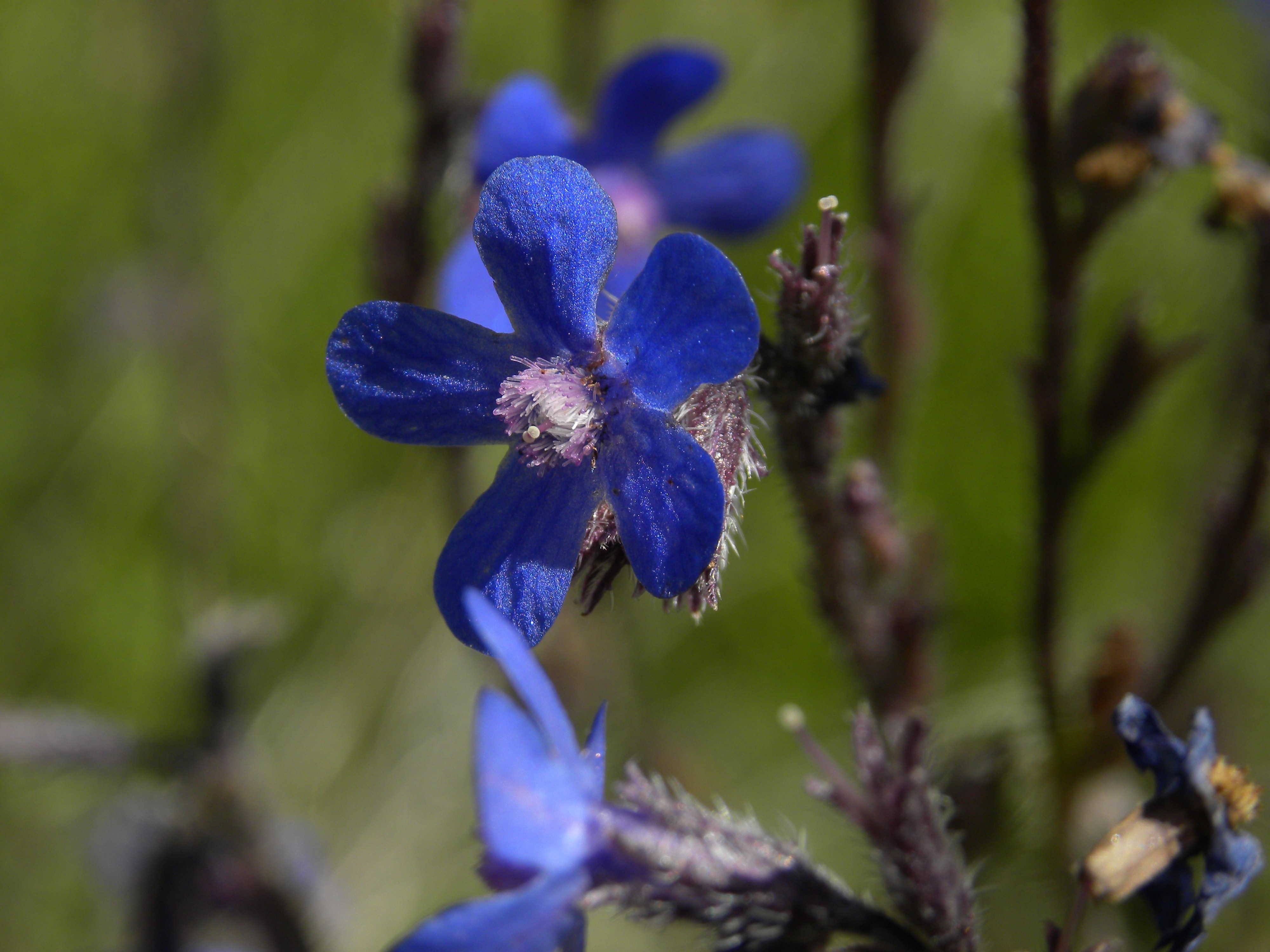 closeup photography of blue five petaled flower