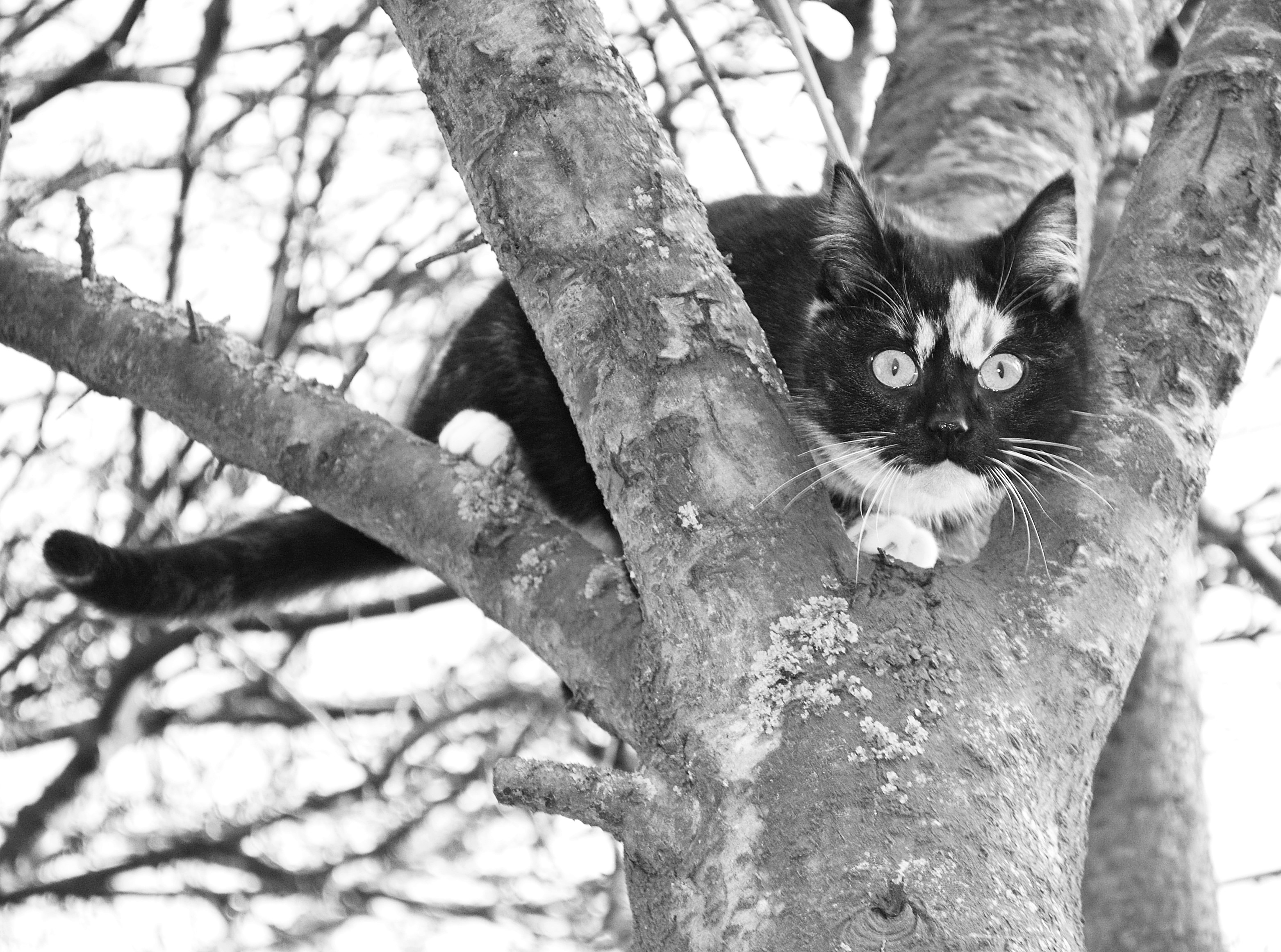 gray scale photo of tabby cat