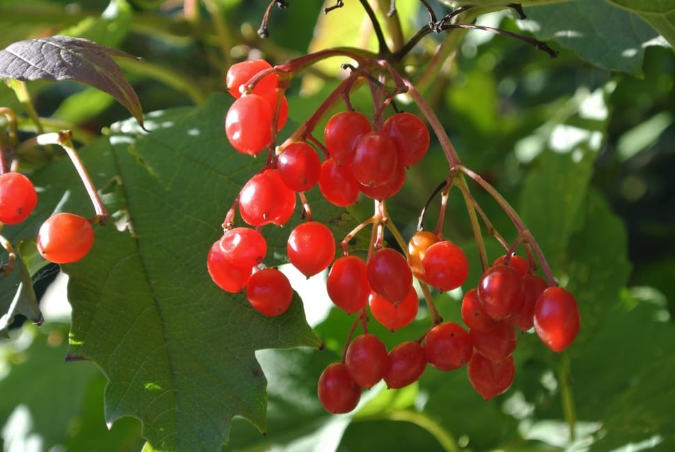 red berries preview