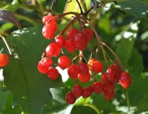 red berries thumbnail