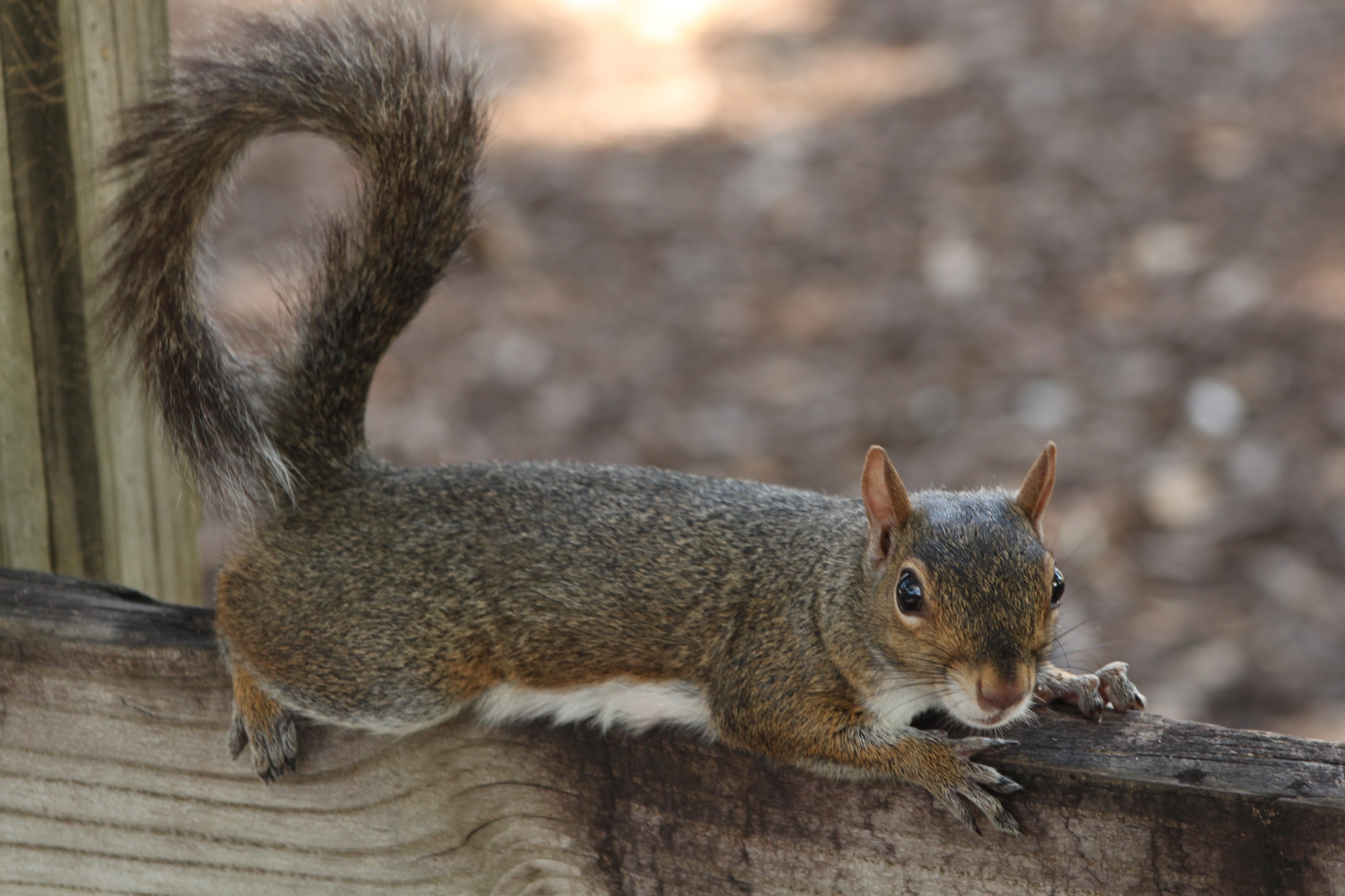 gray and white squirrel