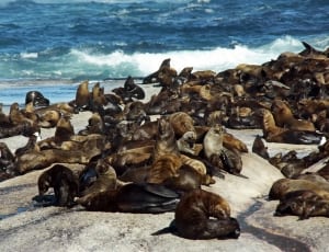brown sea lions thumbnail
