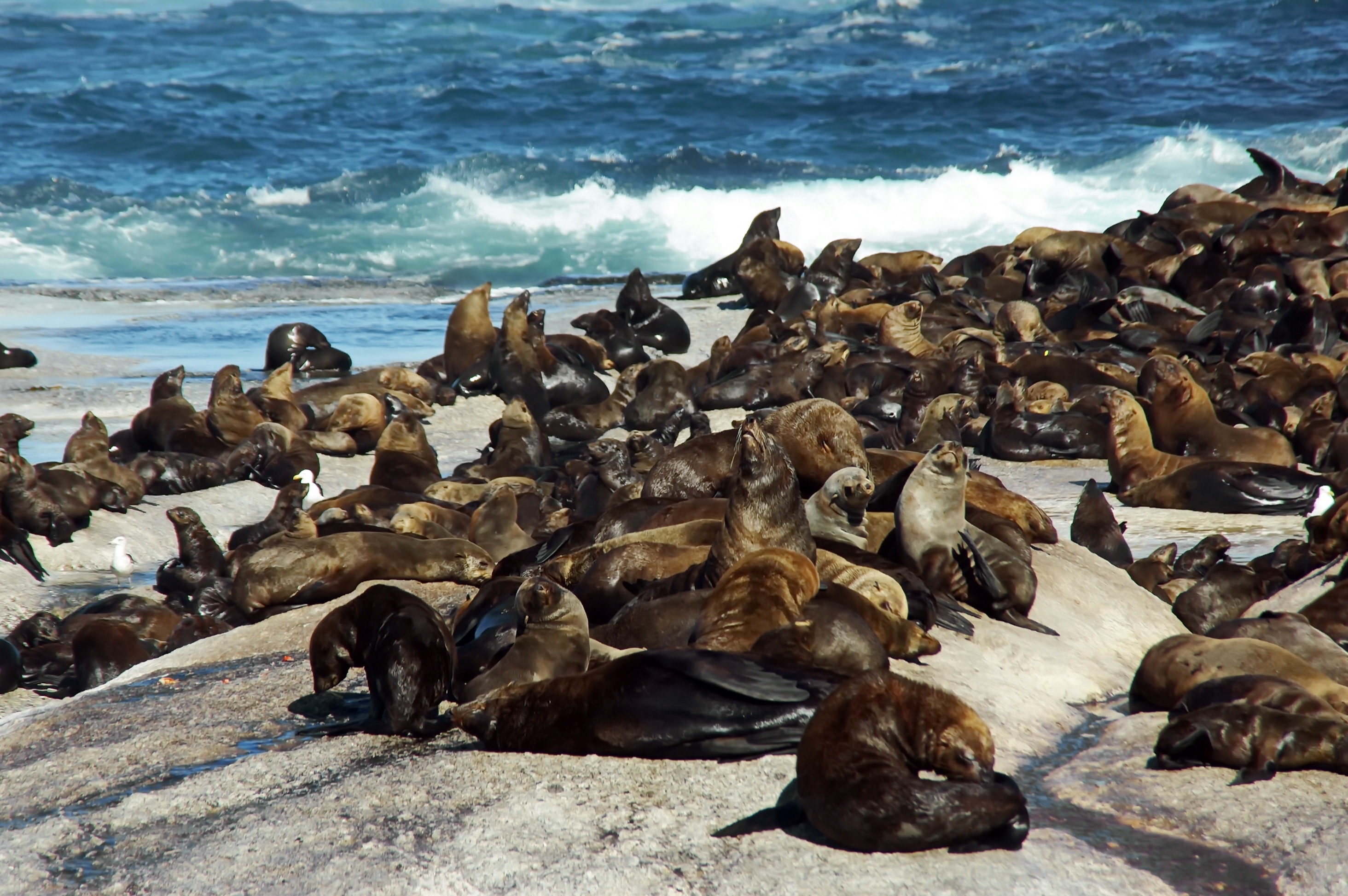 brown sea lions