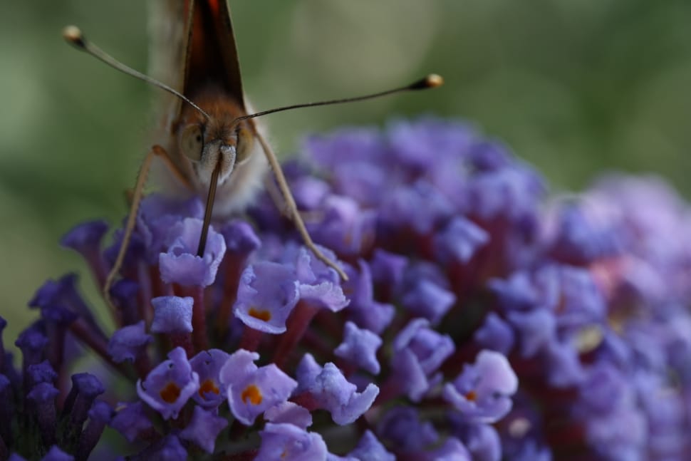 brown butterfly and purple petaled flower preview