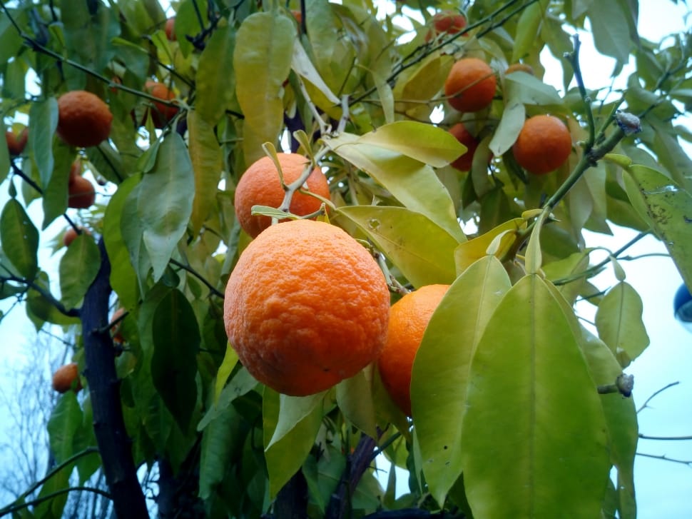 orange round fruit preview