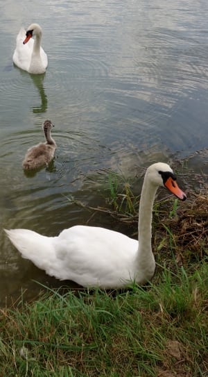 two swans thumbnail